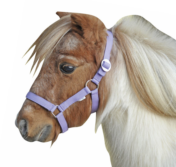 Ohlávka Mini-shetty 
