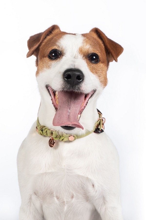 Obojok pre psov -Amitye-