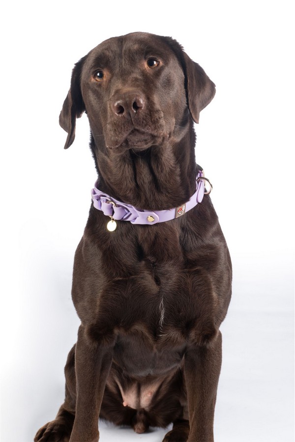 Obojok pre psov -Amitye-