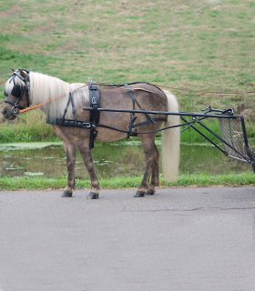 Postroj Ekonomic, Pony, Shetty, MiniShetty
